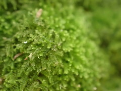 Lepidoziaceae