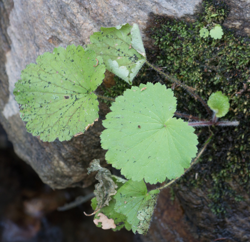 Roundleaf brookfoam (Boykinia rotundifolia)