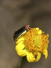 Acmaeodera flavomarginata
