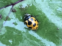 Ceratomegilla notata