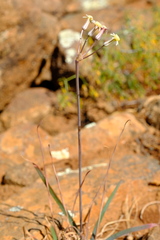Tulbaghia dregeana