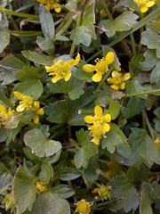 Ranunculus