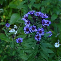 Canadanthus modestus