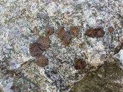 Umbilicaria