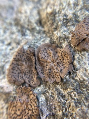 Umbilicaria