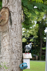 Callosciurus finlaysonii