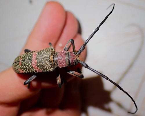 Ceroplesis revoili