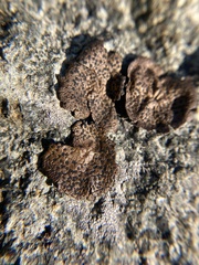 Umbilicaria
