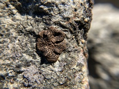 Umbilicaria