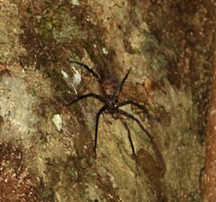 Heteropoda binnaburra