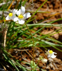 Nemesia leipoldtii