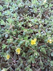 Portulaca quadrifida