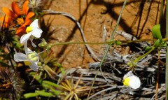 Nemesia leipoldtii
