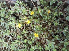 Portulaca quadrifida