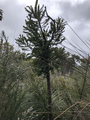 Banksia grandis