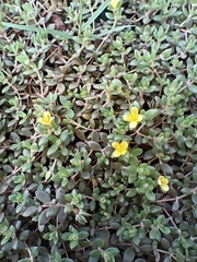 Portulaca quadrifida
