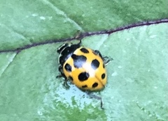 Ceratomegilla notata