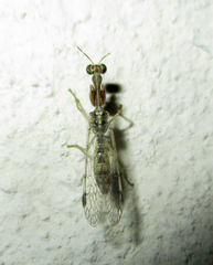 Mantispidae