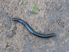 Doratogonus infragilis