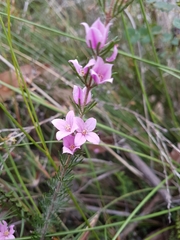 Boronia stricta