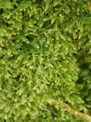 Lepidoziaceae
