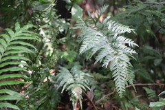 Pteris semipinnata