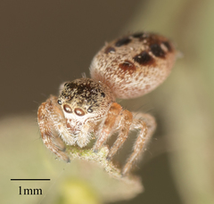 Salticoidea