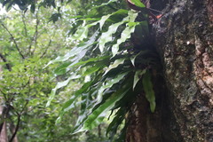 Microsorum punctatum