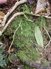 Lepidoziaceae