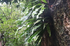 Microsorum punctatum