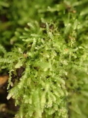 Lepidoziaceae
