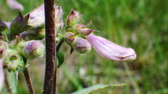 Penstemon gracilis