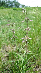 Penstemon gracilis