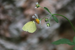 Eurema hecabe