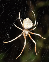 Cyphalonotus larvatus