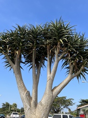 Aloidendron
