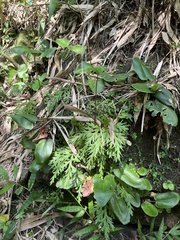 Mickelopteris cordata