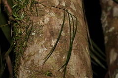 Dendrobium teretifolium