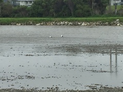 Larus dominicanus dominicanus