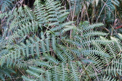 Pteridium aquilinum pubescens
