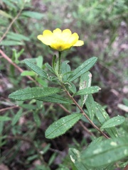 Hibbertia furfuracea