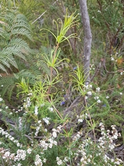 Stylidium scandens