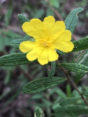 Hibbertia furfuracea