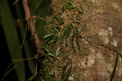 Dendrobium teretifolium