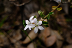 Philotheca verrucosa