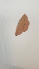 Cyclophora puppillaria