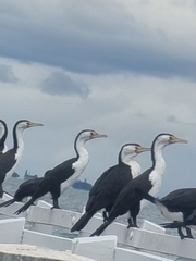 Phalacrocorax varius