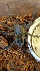 Dolomedes scriptus