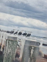 Phalacrocorax varius