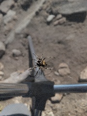 Araneus saevus